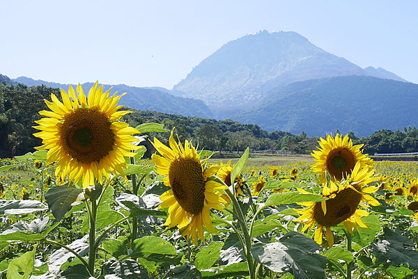 向日葵 モダン掛け軸 「向日葵」 | iichi 日々の暮らしを心地よくする
