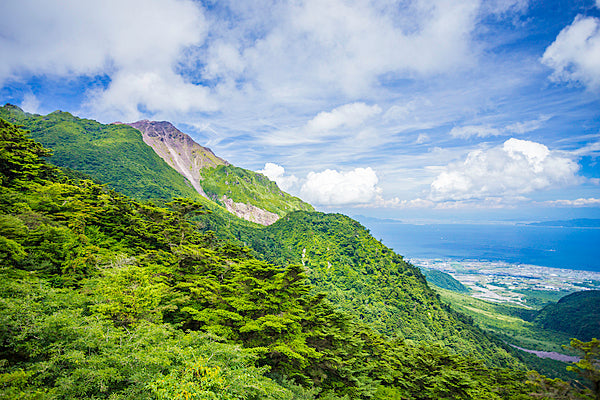 向日葵は罪な奴